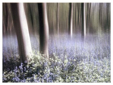 [Bluebells (33KB)]